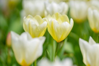 Bahar bahçesi. Bahar doğasında güzel sarı lale çiçekleri. Yakından sarmalanmış lalelerin yakın çekimi. Lale tarlası. Bahar lalesi. Bahar bahçesinde sarı lale çiçekleri. Sarı çiçek.