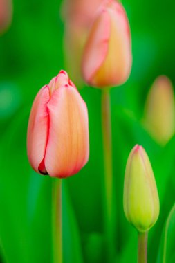 Tulips flowers in a spring field. Red tulips with beautiful bouquet background. Tulip flower. Tulip field in spring. Spring blossom flowers in garden clipart