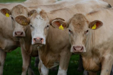 Süt inekleri. Meadow 'da inek. Çimenlikteki sığırlar. Çimenli otlaktaki inek. İnek otlağı dışarıda. İnekler yaz otlaklarında otlar. İneklerle dolu kırsal araziler. Otlaktaki inekler. Çiftlik arazisinde otlayan sığır ineği