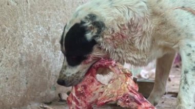 Köpekler kemikleri kemirir. Dev agresif köpek kemik çiğniyor. Kangal büyük, tehlikeli köpek maması. Güvenlik köpeği. Kanlı köpek ağzı portresine yaklaş. Kızgın köpek et yiyor.