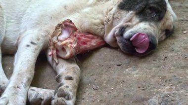 Cadılar Bayramı köpeği. Dev agresif köpek kemik çiğniyor. Sivas kangal köpeği uyuyor. Kangal alabai komik uyku. Koruyucu hayvan. Köpek dinlenme portresi, Türkiye, kangal