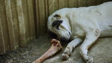 Sivas kangal köpeği uyuyor. Kangal alabai tehlikeli köpek uykusu. Güvenlik köpeği. Köpek dinlenme portresi, Türkiye, kangal