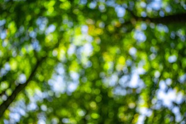 Ormanda bulanık yeşillik arka planda doğa yeşil yaprak ve fotokopi alanı ile güneş ışığı. Doğal yeşil bitkilerin arka planı, ekoloji duvar kağıtları. Bahar doğasının bulanık arkaplanı