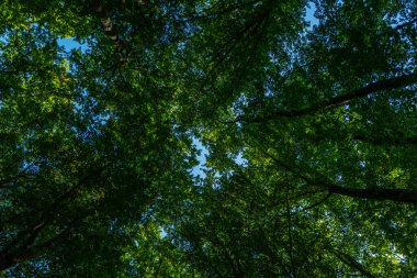 Yeşil orman ve doğa. Fotokopi alanı ile bulanık yeşillik arkaplanda doğa yeşil yaprağı. Doğal yeşil bitkiler, ekoloji duvar kağıdı konsepti. Yeşil doku arka planı. Ağaç bokeh