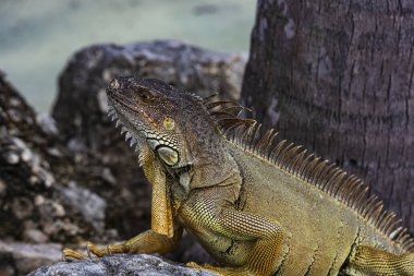 İguana ejderhası. Taşın üstünde iguana kertenkelesi. Yeşil kertenkele iguanası. Doğada büyük bir iguana