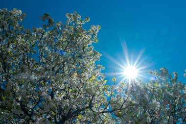 Bahar çiçeği arka planı. Beyaz çiçeklerle çiçek açan ağaç dalı