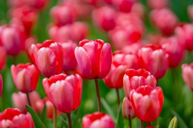 Bahar tarlasında laleler çiçek açar. Kırmızı laleler ve güzel çiçek arkaplanı. Lale çiçeği. Baharda lale tarlası. Bahçede bahar çiçekleri