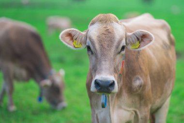 Meadow 'da inek. Yeşil tarladaki sığırlar. Çimenli otlaktaki inek. İnek kırsal kesimde portre yakın. İnekler yaz otlaklarında otlar. İneklerle dolu kırsal araziler. Otlaktaki inekler. İnekler yüz yüze.