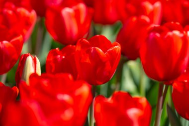 Bahar zamanı kırmızı güzel lale tarlası. Lale çiçeği arkaplanını kapat. Renkli laleler güneşli yaz ve bahar günlerinde bahçede çiçek açıyor. Seçici yumuşak odak