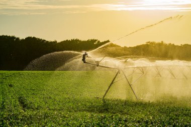Sulama sistemi yaz tarlasını suluyor. Sebze çiftliğinde otomatik sulama sistemi sulanıyor. Çiftlik çimlerini sulamak için fıskiye sistemi. Tarım sulama