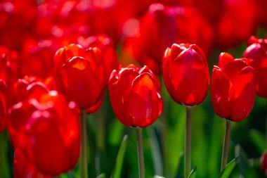 Red Tulips. Amazing bright Crimson Scarlet tulip flowers blooming in the garden at sunny spring day. Red Maroon, Ruby tulips in the park. Spring landscape. Field of tulips. Spring flowers clipart