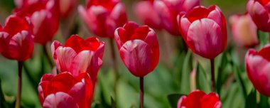 Gelişmiş arka plan. Bu bir lale. Bahar çiçeği.