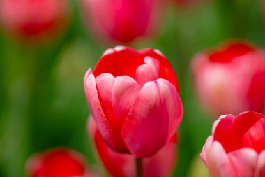 Bahar bahçesinde yakın plan laleler. Bahar parkında çiçek açan güzel çiçekler. Odak yüzeysel alan derinliğini seç. Bahar arka planı. Tulipa. Nisan 'da laleli çiçek bahçesi