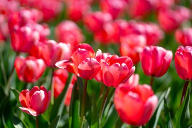 Spring garden. Beautiful tulip flowers on spring nature. Close-up of closely bundled pink tulips. Tulip field. Spring tulip. Red tulips flowers in spring garden clipart