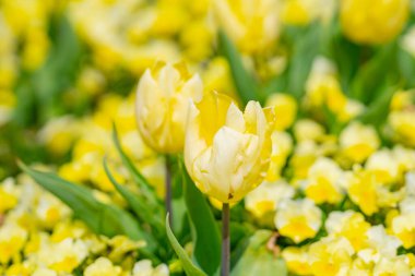 Bir sürü sarı lale. Bahar çiçeklerini kapat. Bahçede açan inanılmaz kırmızı pembe laleler. Lale çiçeği bitkileri. Bahar çiçeği sarı çiçekleri arka planda