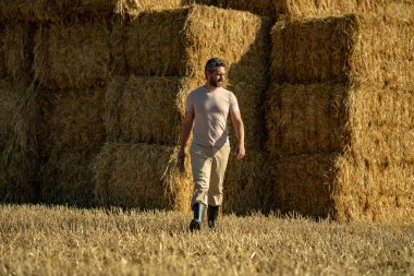 Orta yaşlı çiftçi saman tutuyor. Buğday tarlasında çiftçi Hasat Saman 'dan sonra. Hasattan sonra ekinler. Çiftlik yaşam tarzı. Ahır, Hay Rolled Bales. Çiftlikte Saman. Çiftlik hayvanları çiftliği