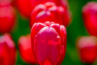 Kırmızı laleler. Güneşli bahar gününde bahçede açan kıpkırmızı lale çiçekleri. Kırmızı kestane rengi, parktaki yakut laleler. Bahar manzarası. Lale tarlası. Bahar çiçekleri