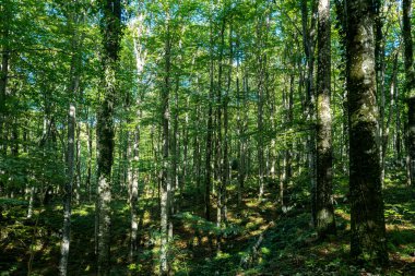 Yeşil doğa geçmişi. Yaz baharı geçmişi. Bulanık yeşil yapraklar. Ağaç dalı arka planda. Yaprak arkaplanı
