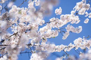 İlkbahar mavi gökyüzü arka planında kiraz ağacından beyaz çiçekler açan bir dal. Bahar bayrağı. Paskalya günü için tasarım. Güzel bahar güneşli gün