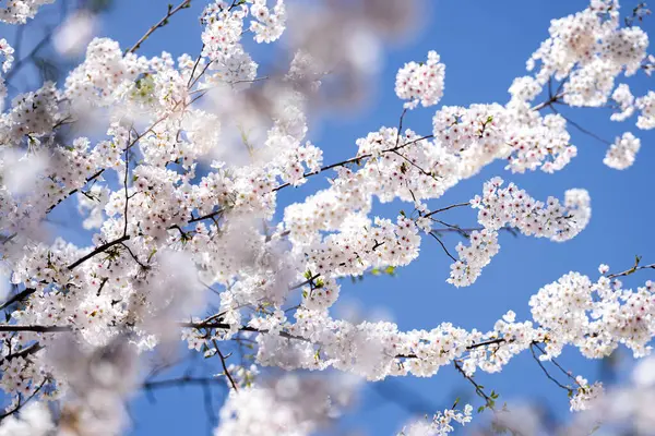 İlkbahar mavi gökyüzü arka planında kiraz ağacından beyaz çiçekler açan bir dal. Bahar bayrağı. Paskalya günü için tasarım. Güzel bahar güneşli gün