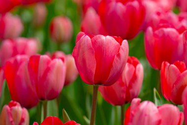 Bir sürü kırmızı lale. Bahar çiçeklerini kapat. Bahçede açan inanılmaz kırmızı pembe laleler. Lale çiçeği bitkileri. Bahar çiçeği arka planı. Bahar çiçekleri kırmızı ve yeşil arkaplan