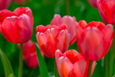 Tulips field in spring time. Closeup tulip flowers background. Colorful tulip flowering in the garden. Soft focus. Bunch of tulips blurred bokeh background. Tulips blooming in garden clipart