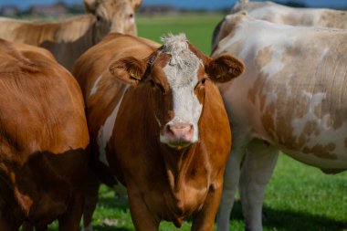 Meadow 'da inek. Yeşil tarladaki sığırlar. Çimenli otlaktaki inek. Kahverengi İnek kırsal alanda portre yakın. İnekler yaz otlaklarında otlar. Möö, süt konsepti. Otlaktaki inekler. İnekler yüz yüze.
