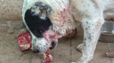 Dev agresif köpek kemik çiğniyor. Kangal büyük, tehlikeli köpek maması. Güvenlik köpeği. Kanlı köpek ağzı portresine yaklaş. Kızgın köpek et yiyor.