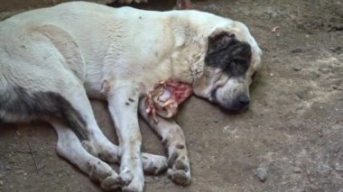 Kangal büyük, tehlikeli köpek maması. Güvenlik köpeği. Kanlı köpek ağzı portresine yaklaş. Kızgın köpek et yiyor.