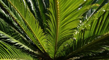 Hindistan cevizi palmiyeleri yeşil doku arka planı. Gökyüzünde tropik hindistan cevizi ağaçları, doğa arka planı