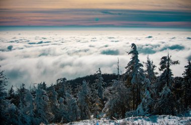 Kış manzarası, karlı arka planda buzlu ağaçların kış manzarası. Ormanda dondurucu bir sabah