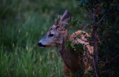 Doğa Geyiği. Bambi Fawn. Roe geyiği, capreolus Güzel vahşi yaşam geyiği