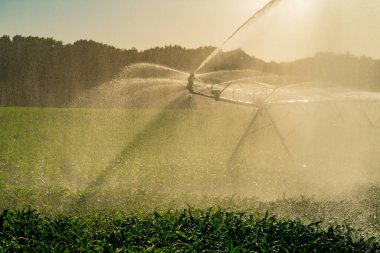 Çiftlikteki bitkileri sulamak için kullanılan sulama sistemi. Günbatımı, sulama tarımı. Günbatımında sulama yapılan tarla. Akıllı tarım konsepti. İlkbaharda sulama sistemiyle mısır tarlası
