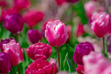 Bahar çiçekleri. Bahar zamanı lale tarlası. Lale çiçeği arkaplanını kapat. Renkli laleler güneşli yaz ve bahar günlerinde bahçede çiçek açıyor. Seçici yumuşak odak