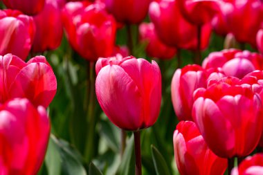 Kırmızı laleler. Güneşli bahar gününde bahçede açan kıpkırmızı lale çiçekleri. Kırmızı kestane rengi, parktaki yakut laleler. Bahar manzarası. Lale tarlası. Bahar çiçekleri
