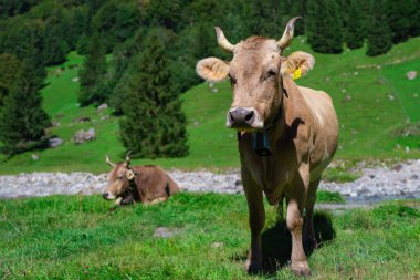 Otlakta boynuzları olan inek. Kırsalda bir inek. İnekler yaz otlaklarında otlar. İneklerle dolu kırsal araziler. Otlaktaki inekler. Çiftlik arazisinde otlayan sığır ineği. Çayırda otlanan inekler