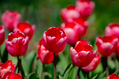 Spring garden. Beautiful tulip flowers on spring nature. Close-up of closely bundled pink tulips. Tulip field. Spring tulip. Red tulips flowers in spring garden clipart