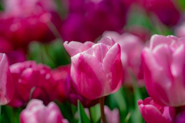 Bahar tarlasında laleler çiçek açar. Kırmızı laleler ve güzel çiçek arkaplanı. Lale çiçeği. Baharda lale tarlası. Bahçede bahar çiçekleri