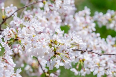 Mavi arka planda çiçek açan kiraz dalları. Bahar çiçeğinin bahar fotoğrafı. Beyaz çiçekler meyve ağacı. Mavi gökyüzüne karşı kiraz çiçekleri açar.