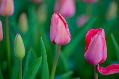 Bu bir lale. Bahar çiçeği.