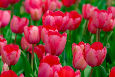 Bahar zamanı lale tarlası. Yakın plan lale çiçeği arka planı. Bahçede renkli lale çiçek açıyor. Yumuşak odaklanma. Bir sürü lale arka planı bulanıklaştırmış. Bahçede açan laleler