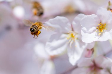 İlkbaharda açan kiraz ağacı dalı.