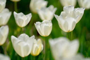 Çiçek arka planı. Bahar çiçeği konsepti. Lale çiçekleri. Sevgililer Günü için tasarım, Paskalya. Bahar bayrağı