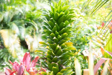 Tropik çiçek deseni, tropikal çiçek arkaplanı. Tropik çiçek deseni. Egzotik yapraklar ve çiçekler pürüzsüz desen