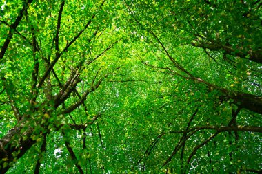 Yaprak arka planı bulanık. Bulanık yeşil arka planda yeşil yaprak. Bokeh yaz doğası geçmişi. Yeşil doğa. Ormanda yeşil yaprak. Arkaplanı bulanık bırakır. Yeşil yaprak arkaplanı