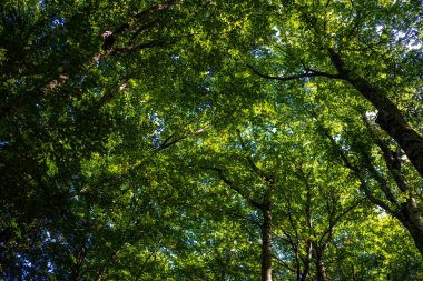 Orman geçmişi. Yeşil yaprak fon. Doğa yaprağı arka planı. Yeşil yapraklı orman yeşillik arka planı. Ormanda yeşil. Yeşil bitkiler. Yeşillik üzerindeki doğa yaprağı bulanıklaştı