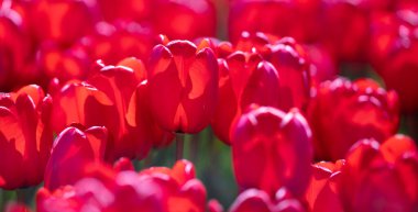 Tender Tulips. Amazing sensual bright tulip flowers blooming in the garden at sunny spring day. Red tulips in the park. Spring landscape. Field of tulips. Spring flowers clipart