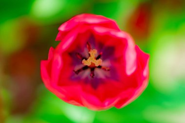 Bahar tarlasında laleler çiçek açar. Kırmızı laleler ve güzel çiçek arkaplanı. Lale çiçeği. Baharda lale tarlası. Bahçede bahar çiçekleri