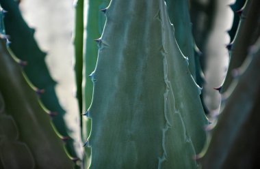 Agave kaktüsü. Yakın çekim kaktüs sırtı, kaktüs ya da kaktaceae deseni