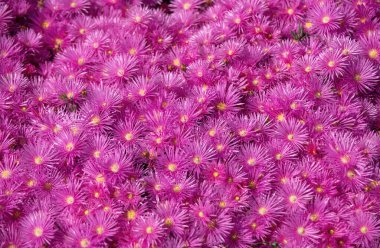 Küçük mor çiçeklerin arka planı. Bahçede pembe asterler, pembe papatya deseni. Violet papatya çayı geçmişi. Pembe ve mor yosun çiçekleri. Üst görünüm